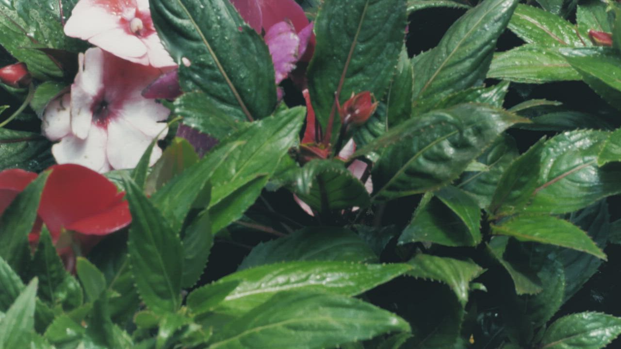 Green leafy plants with pink and red flowers covered in water droplets